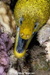 Gymnothorax undulatus on the reef Gubal Saghira. by Silvia Waajen 